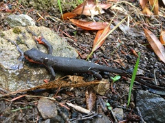 Taricha rivularis
