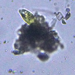 Euglenozoa