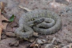 Bothrops taeniatus