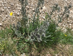 Cynoglossum magellense