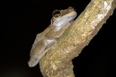 Osteocephalus taurinus