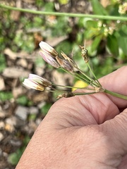 Nothoscordum bivalve