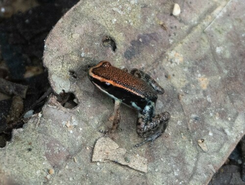 Zaparo rocket frog, Allobates zaparo