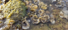 Padina pavonica