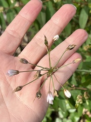 Nothoscordum bivalve