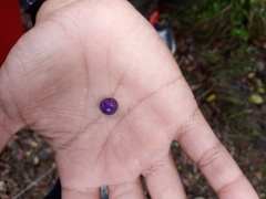 Dianella adenanthera