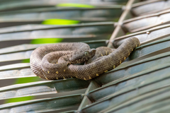 Bothrops taeniatus