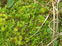 Hypnum cupressiforme