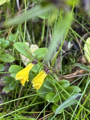 Melampyrum sylvaticum