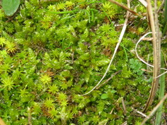 Hypnum cupressiforme