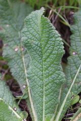 Dipsacus comosus