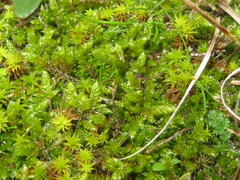 Hypnum cupressiforme