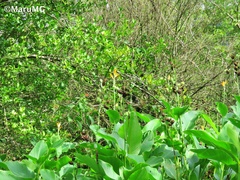 Phaethornis striigularis