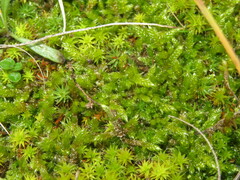 Hypnum cupressiforme