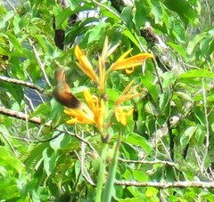 Phaethornis striigularis