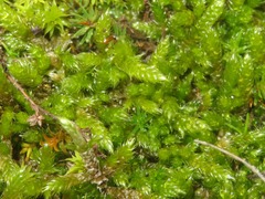 Hypnum cupressiforme