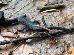 Taricha rivularis