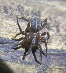 Cybaeus grizzlyi