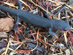 Taricha rivularis