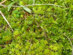 Hypnum cupressiforme