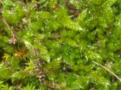 Hypnum cupressiforme