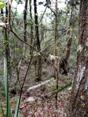 Dianella adenanthera