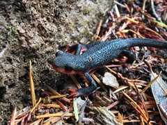 Taricha rivularis