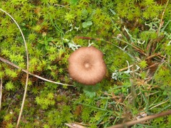 Omphalina pyxidata