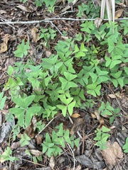 Oxalis intermedia