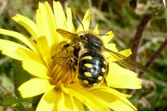 Anthidium septemspinosum