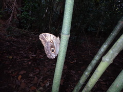 Caligo telamonius memnon