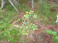 Glochidion billardierei