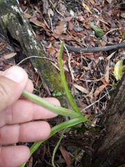 Pyrrosia confluens