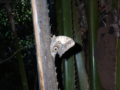 Caligo telamonius memnon