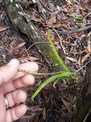 Pyrrosia confluens