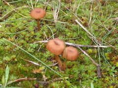 Omphalina pyxidata