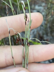 Leptocarpus tenax