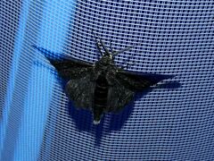 Biston betularia carbonaria