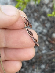 Leptocarpus tenax
