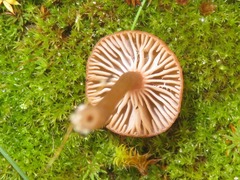 Omphalina pyxidata