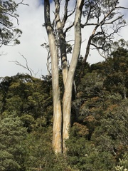 Eucalyptus archeri