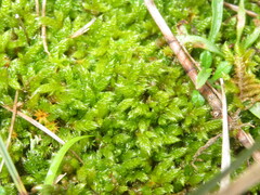 Hypnum cupressiforme