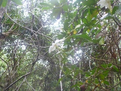 Gentianales