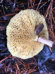 Suillus umbonatus