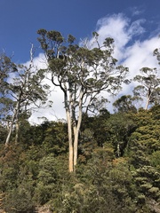 Eucalyptus archeri