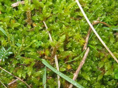 Hypnum cupressiforme