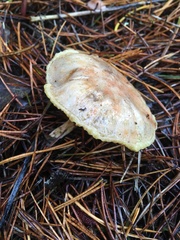Suillus umbonatus