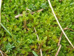 Hypnum cupressiforme