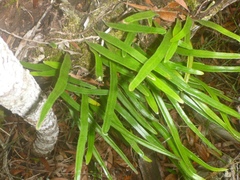 Pyrrosia