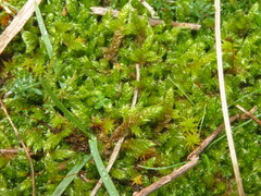 Hypnum cupressiforme